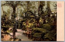 Bendigo Reserve New Zealand 1911 Postcard Fernery Trees Path Bench picture