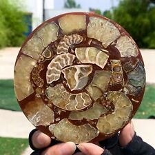 148G Rare Natural Tentacle Ammonite FossilSpecimen Shell Healing Madagascar picture