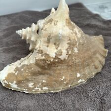Gorgeous Large Conch Shell - Natural Beauty picture