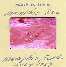 Vintage 35mm slide 1959 Memphis Zoo Kodak Ektachrome Slide picture