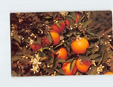 Postcard Branch of an Orange Tree Blooming & Bearing Fruit picture