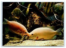 Tropical Aquarium Kissing Gourami Fish Postcard picture