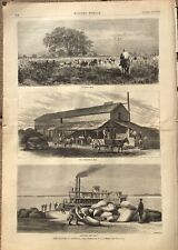  1876 Harper's Weekly Engravings - Louisiana Rice Growing -Threshing & Shipping picture