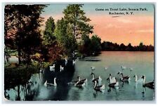 c1910's Geese On Trout Lake Seneca Park Rochester New York NY Posted Postcard picture