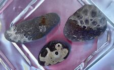 3 Partial Petoskey Stone Unpolished Small Shown Wet, Honeycomb picture