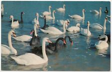 White and Black Swans West Milford New Jersey  - Posted Chrome Postcard picture