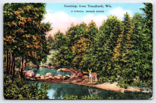 Original Vintage Antique Postcard Typical Woods Scene Deer Tomahawk Wisconsin picture