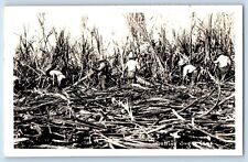 Hawaii HI Postcard RPPC Photo Cutting Sugar Cane Scene Field Farmers c1930's picture