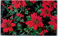 Postcard - Flame Colored Poinsettias picture