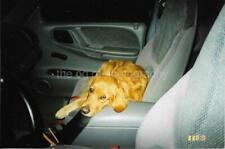 FOUND PHOTOGRAPH Color DOG IN THE CAR Original Snapshot VINTAGE 18 5 Q picture