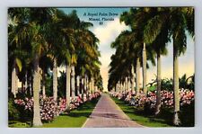 Miami FL-Florida, Scenic Views A Royal Palm Drive, Antique Vintage Postcard picture