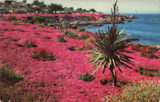 Pacific Grove CA California, Colorful Purple Ice Plant, Vintage Postcard picture