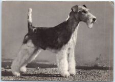 Postcard - Rough-haired Fox Terrier picture