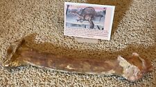 Spinosaurus Tarsal Foot Leg Dinosaur F0SSIL 10”before T Rex Cretaceous T4 picture