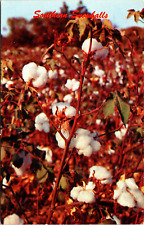 POSTCARD- SOUTHERN SNOWBALLS (Cotton) picture