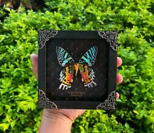 Real Sunset Moth Black Framed Taxidermy Insects Beetles Gothic Decor picture