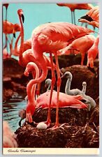 Postcard Florida's Graceful Flamingos And Their Young, Florida Posted 1969 picture