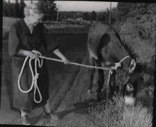 1955 Press Photo Animals Donkey - spa25239 picture