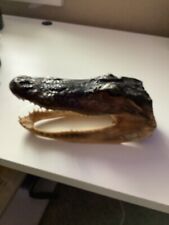 Alligator Head 5 - 7 Inches Genuine Real American Gator 100% From A Alligator  picture