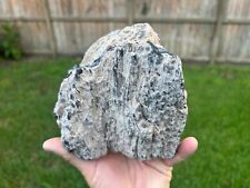 Texas Petrified Natural Wood Black Stenciled Lignite Log End Piece picture