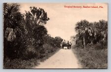 c1910 PC Dirt Road Men Horse Drawn Buggy Tropical Scenery Sanibel Island Florida picture