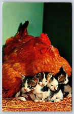 Vtg Mother Hen And Baby Kittens Chrome Postcard C2 picture