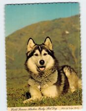 Postcard World Famous Alaskan Husky Sled Dog Alaska USA picture