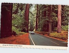 Postcard Along the Avenue of the Giants California USA picture