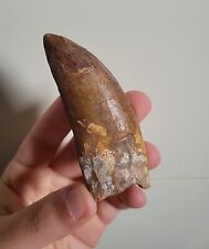 Large Rare 3.3 Inch Carcharodontosaurus Fossil Dinosaur Theropod Trex Tooth  picture