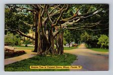 Miami FL-Florida, Banyan Tree In Coconut Grove, Antique, Vintage c1949 Postcard picture
