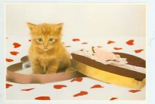 CAT-ORANGE TABBY KITTEN IN VALENTINE'S DAY BOX-4
