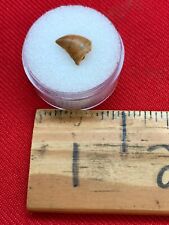 RARE Infant Carcharodontosaurus Tooth - 145/72 Million Years Old picture