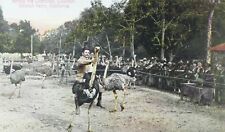C.1910 Riding the Ostriches, Cawston Ostrich Farm, Calif. Postcard P61 picture
