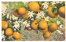 Florida agriculture c1950's Grapefruit, blossoms picture