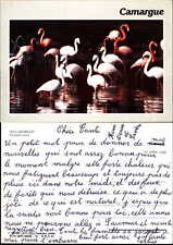 Pink flamingos Flamants roses en Camargue Rhone France bird vintage postcard picture