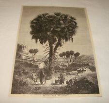 1880 magazine engraving ~ AFRICAN PALM picture
