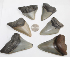 MEGALODON Shark Tooth Fossil Natural NO Repair LOT OF 6 BEAUTIFUL TEETH picture