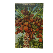 COCONUT TREE IN FLORIDA picture