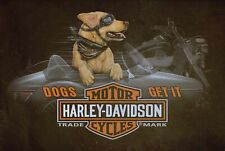 HARLEY DAVIDSON DOGS GET IT SIDE CAR 36