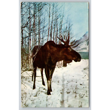 Postcard Moose In The Winter picture