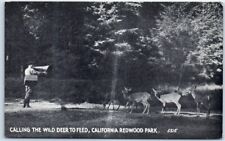Postcard - Calling the Wild Deer to Feed, California Redwood Park, USA picture