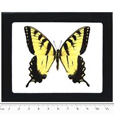 Papilio glaucus male REAL FRAMED BUTTERFLY YELLOW BLACK TIGER SWALLOWTAIL picture