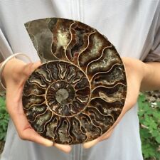 1PC Natural Rare Ammonite Fossil Conch Quartz Crystal Fossil Fossil Specimen picture