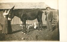 Vintage RPPC Man Woman Large Mammoth Jackstock Donkey Mule Photo Postcard picture