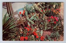 Phoenix AZ- Arizona, Desert Botanical Gardens, Antique, Vintage Postcard picture