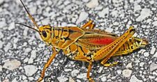 A Pair Of Lubber Grasshopper Adults-Adults Educational Pet picture