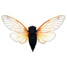 Magicicada septendecim 17 year locust Pharaoh cicada USA WINGS CLOSED picture