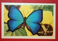 COMMON OAK BLUE  Australian Butterfly  Vintage 1960's Illustrated Card  XC18 picture