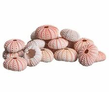 Sea Urchin | Pink Sea Urchin Shells 1