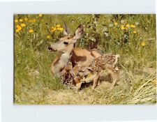 Postcard Deer & New-Born Fawns Photograph by Jimmie Shaw Canadian Rockies picture